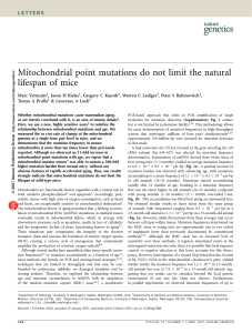 Mitochondrial point mutations do not limit the natural lifespan of mice
