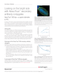 Looking on the bright side with Alexa Fluor® secondary antibody