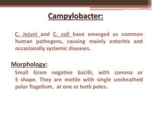 Campylobacter: