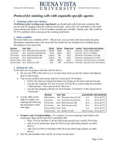 Protocol for staining cells with organelle