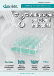 Anti-protein polyclonal antibodies