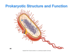 The Structure of a Prokaryotic Cell