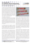 A cellular shock absorber - Mechanobiology Institute