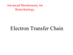 Electron Transfer Chain