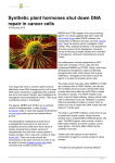 Synthetic plant hormones shut down DNA repair in cancer cells