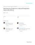 Mechanism of Induction: Induced Pluripotent Stem Cells (iPSCs)