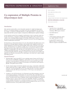 Co-expression of Multiple Proteins in Kluyveromyces lactis