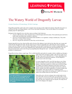 The Watery World of Dragonfly Larvae