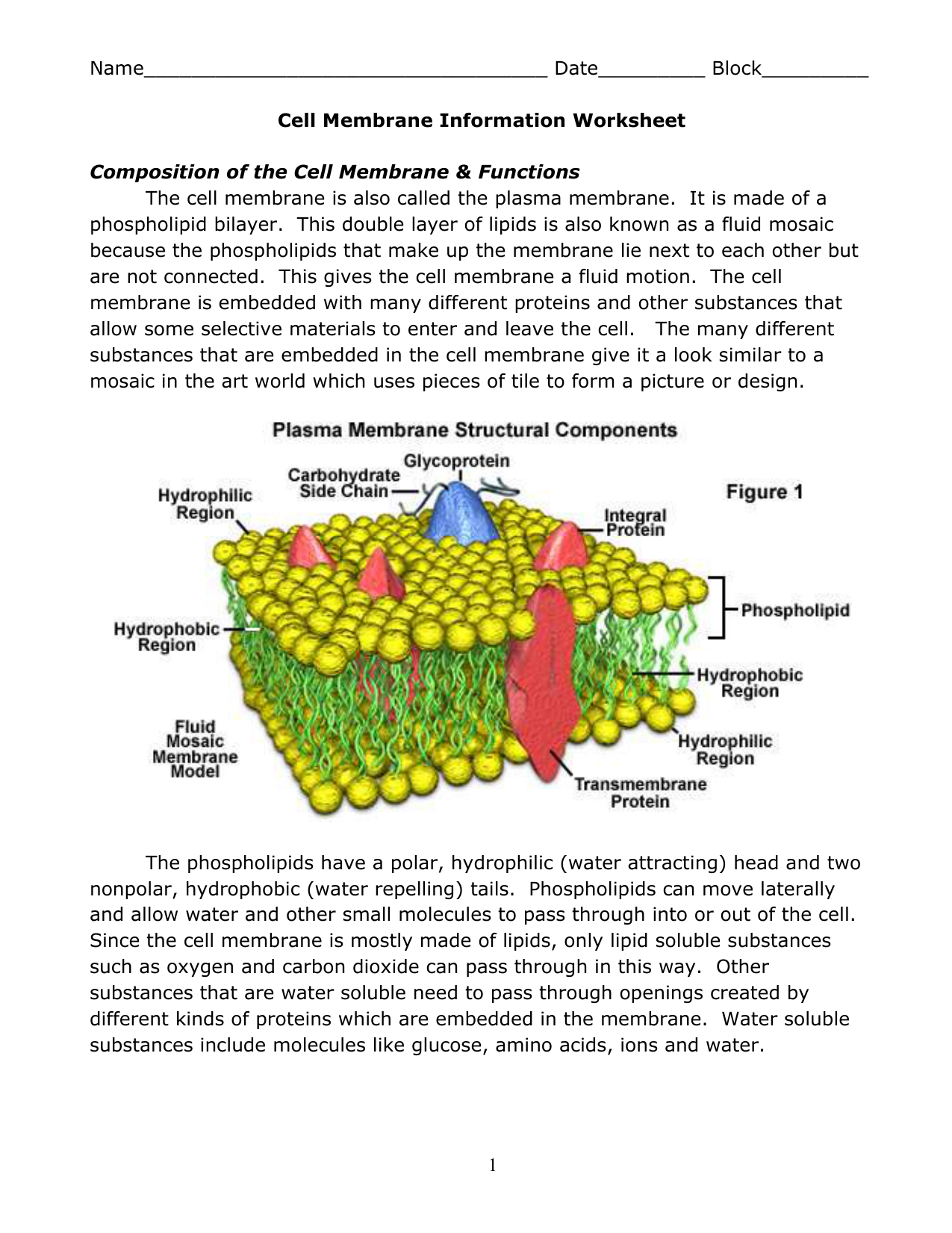 Cell Membrane Information With Cell Membrane Worksheet Answers