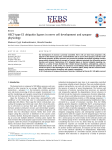 HECTtype E3 ubiquitin ligases in nerve cell development and