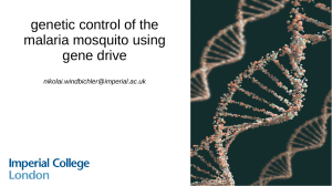 genetic control of the malaria mosquito using gene
