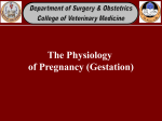 The Physiology of Pregnancy (Gestation)
