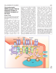 The postsynaptic NMDA-receptor–PSD-95