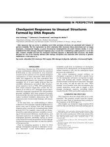 Checkpoint responses to unusual structures formed by DNA repeats