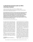 A biochemical framework for RNA silencing in plants
