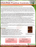 DNA/RNA Positive Controls - Bio