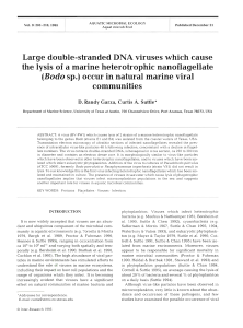 Large double-stranded DNA viruses which cause