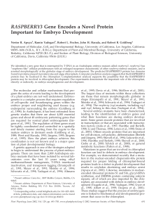 RASPBERRY3 Gene Encodes a Novel Protein Important for Embryo