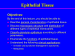 Epithelium