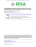 p68/DDX5 DEAD-box RNA helicase gene encodes a novel miRNA