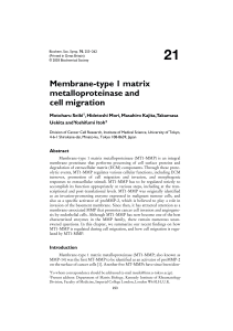 Membrane-type 1 matrix metalloproteinase and cell migration