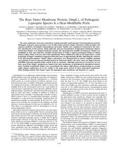 The Rare Outer Membrane Protein, OmpL1, of Pathogenic