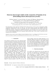 Electron microscopic studies of the corpuscles of Stannius of an