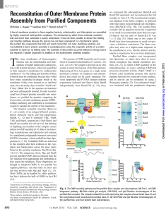 Reconstitution of Outer Membrane Protein Assembly from Purified