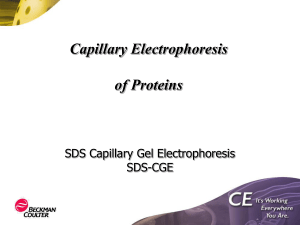 Capillary Electrophoresis of Proteins