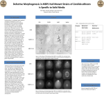 Defective Morphogenesis in MBP1 Null Mutant Strains of Candida