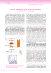 Irregular organization in the human chromosomes - SPring-8