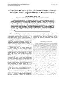 Construction of Catalase Double Knockout Escherichia coli Strain