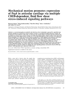 Mechanical motion promotes expression of Prg4