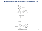 Mechanism of DNA Alkylation by Duocarmycin SA