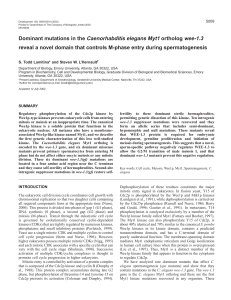 Genetics of C. elegans Myt1 ortholog wee-1.3