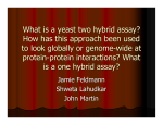 What is a yeast two hybrid assay? How has this approach been