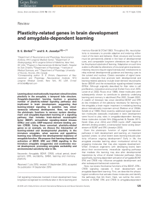 Plasticity-related genes in brain development and amygdala
