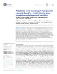 Population scale mapping of transposable element diversity reveals