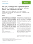 Glycolytic enzymes localize to ribonucleoprotein
