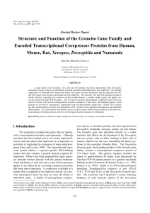 Structure and Function of the Groucho Gene Family and Encoded