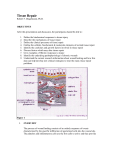 Tissue Repair - Dr. Diegelmann