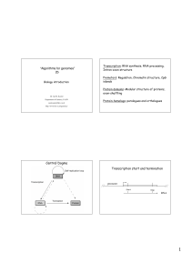 “Algorithms for genomes” 2b Central Dogma Transcription start and