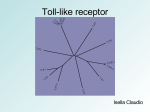 Toll-like receptor
