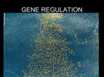 gene regulation