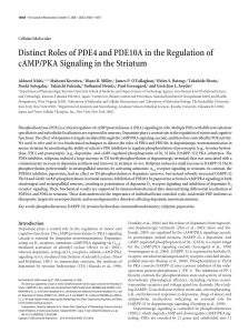 Distinct Roles of PDE4 and PDE10A in the Regulation of cAMP/PKA
