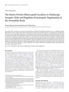 The Matrix Protein Hikaru genki Localizes to Cholinergic Synaptic