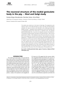 The neuronal structure of the medial geniculate body in the pig