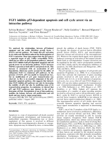FGF1 inhibits p53-dependent apoptosis and cell cycle arrest via an