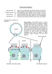 Cell junctions