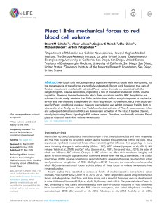 Piezo1 links mechanical forces to red blood cell volume | eLife